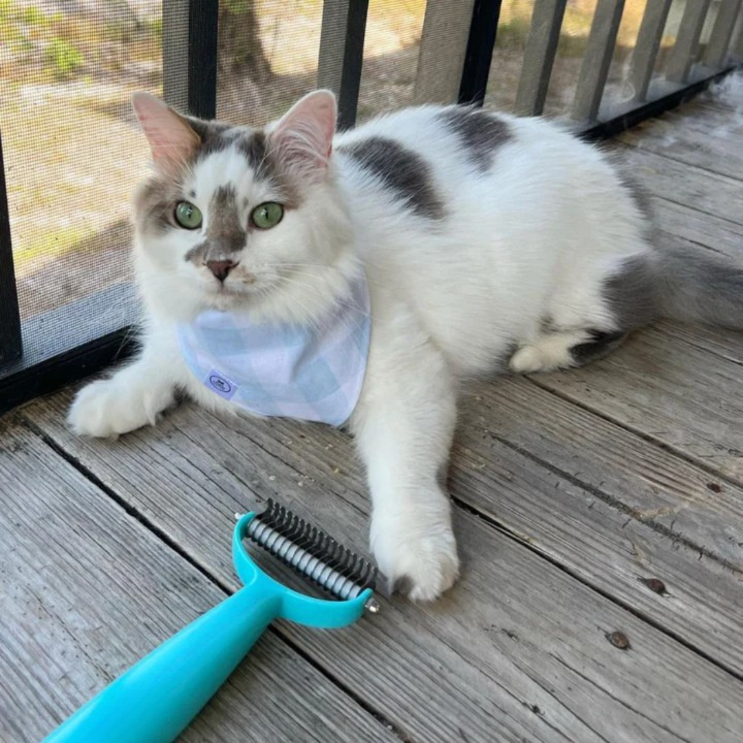 Cozee Cat and Dog Brush