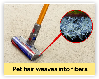 Pet hair example image
