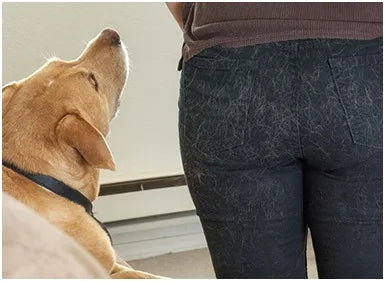 Pet hair example image